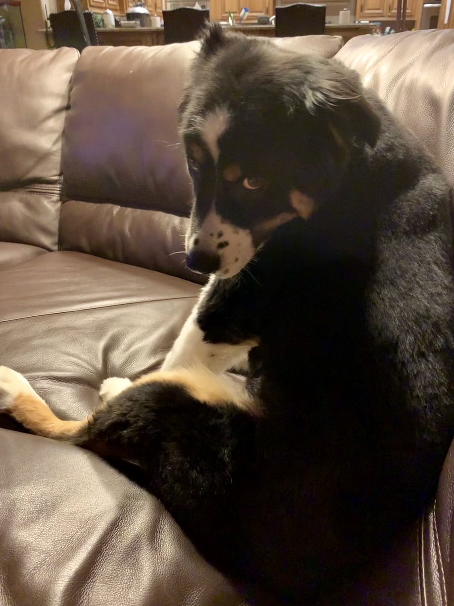 TheAnneChow's tweet photo. “Until one has loved an animal a part of one's soul remains unawakened.” ~Anatole France ❤️ Happy #nationalpetday 🐶🐱🐹🐰🐭🐸🐷🐴. This is the look he gives you when he wants you to scratch his wiggle butt 😂🤣. #MaxtheAussie #AussieLover https://t.co/SqQ9VYlhGy