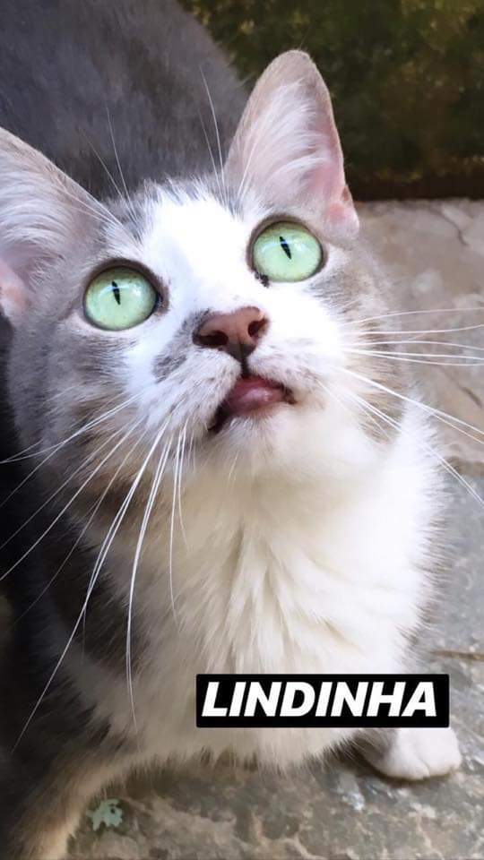 gatinhoHiro's tweet photo. Esses meus migo gato tão pra adoção #brasilia #df. São adultos, comportados, se dão bem com outros gatos e catioros, curtem ração, óbvio que sacam da caixa de areia (#somos #limpos) e já são castrados 😻😻😻😻 ☎️ (61)999896825 Claudia #adoteumgatinho #naocompreadote https://t.co/B6LXfHxtyM