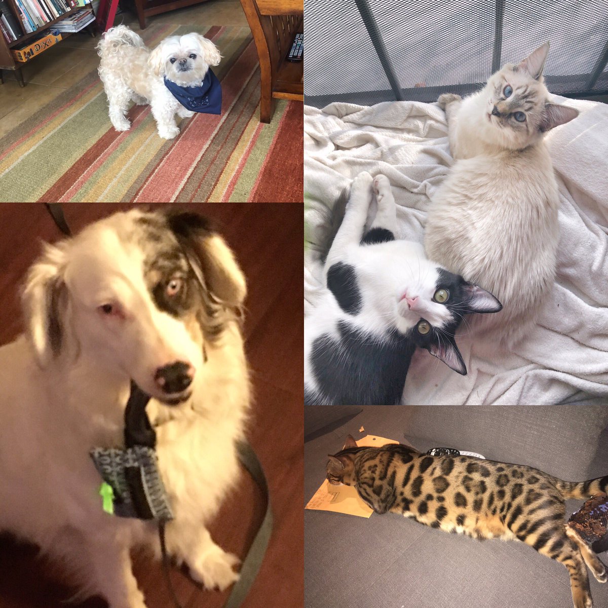 prosandconsshow's tweet photo. #happynationalpetday from the pets of the pros! Show us your pet babies! 🐶🐱🐕🐩🐈🐾🐾🐾 #pets #furbabies #furbaby #petsofinstagram #adoptdontshop #rescuedogsofinstagram #rescuedog #rescuecats #bengalcat #australianshepherd #deafdogsofinstagram #deafdogsrock https://t.co/3hW6WRc2RT