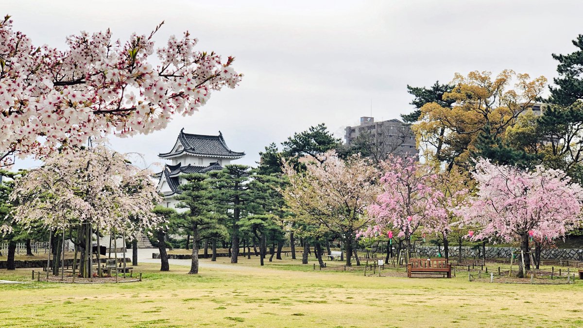 史跡高松城跡玉藻公園 בטוויטר 午前9時頃の 桜の馬場 のようす ソメイヨシノと枝垂桜は まだお花見が楽しめます お昼休み お弁当を持ってお出かけください ご来園お待ちしています 史跡高松城跡 公園名は玉藻 出典は万葉集 史跡高松城跡玉藻公園 בטוויטר 午前9時頃の 桜の馬場 のようす ソメイヨシノと枝垂桜は まだお花見が楽しめます お昼休み お弁当を持ってお出かけください ご来園お待ちしています 史跡高松城跡 公園名は玉藻 出典は万葉集