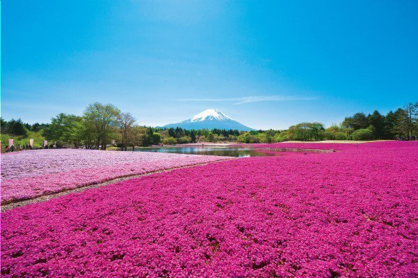 [明日から開催] 「富士芝桜まつり」ピンクの絶景を気球&フォトスポットで堪能 - 大道芸や富士山グルメも -...