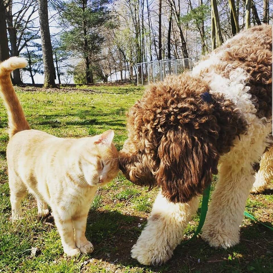 highland canine dog training