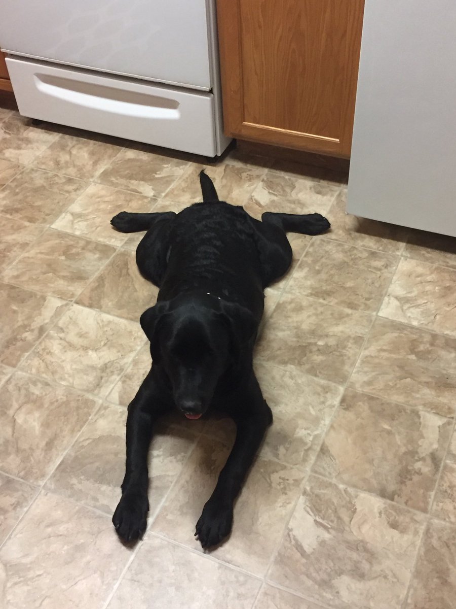 snusey's tweet photo. ⁦@sl1pg8r⁩ last one bro! Girl we fostered for awhile and she found the best home ever!!!! Hopefully Vi likes her although she’s not golden!! https://t.co/clDoepI6d8