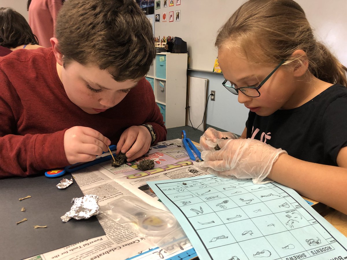 bes_sutton's tweet photo. Pierce third graders explore the diet of an owl by dissecting its pellet. https://t.co/psuGSZGebz