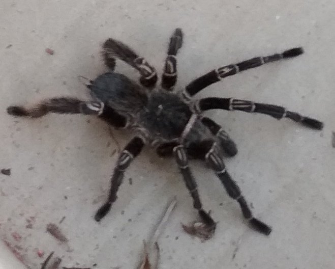 HerrScheifler's tweet photo. E eu tbm encontrei essa dona Aranha aqui: https://t.co/CkbEGzRI9C