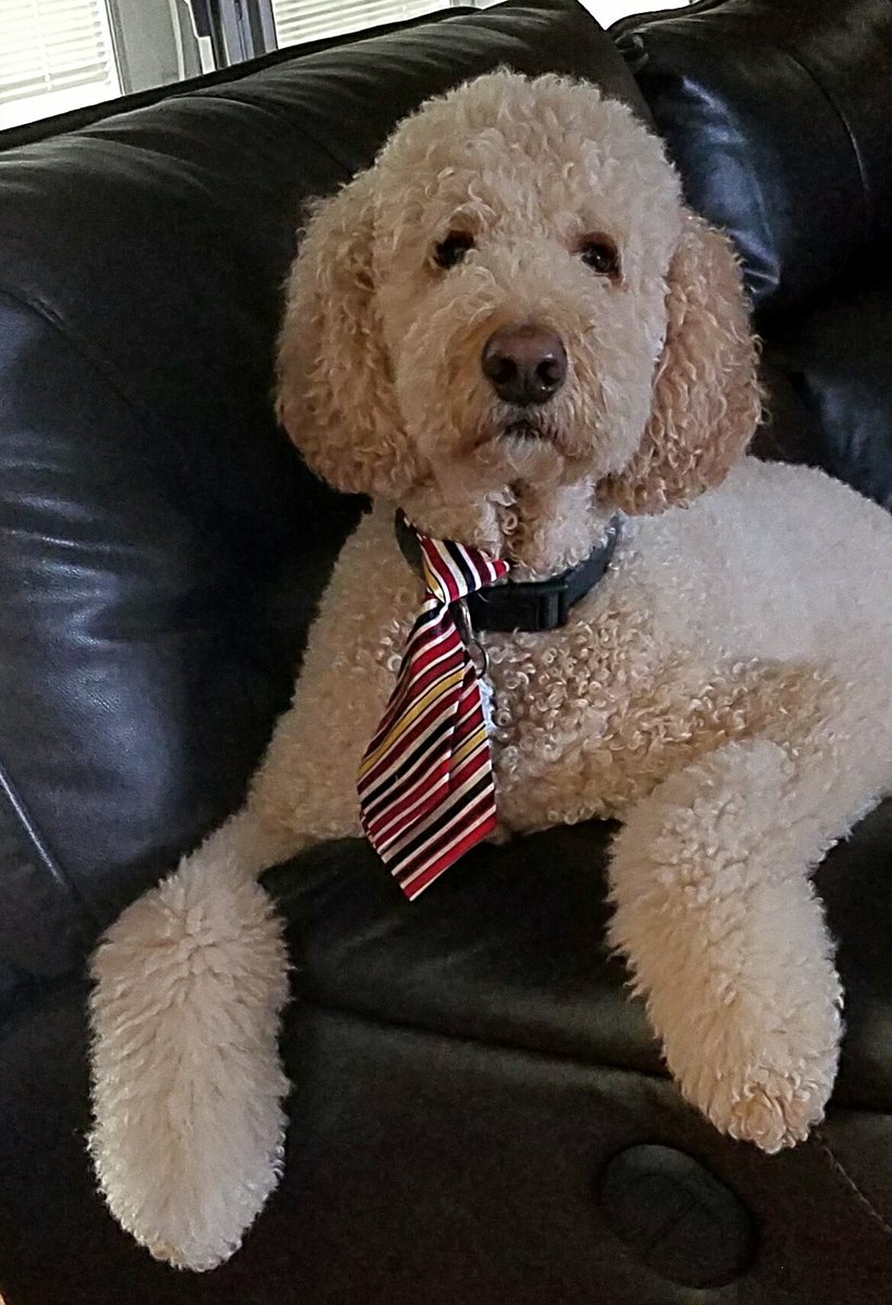 guyalongi's tweet photo. Cooper and Jake got dressed up for National Pet Day. These Goldendoodles are just a little spoiled https://t.co/uGjJNHK8io