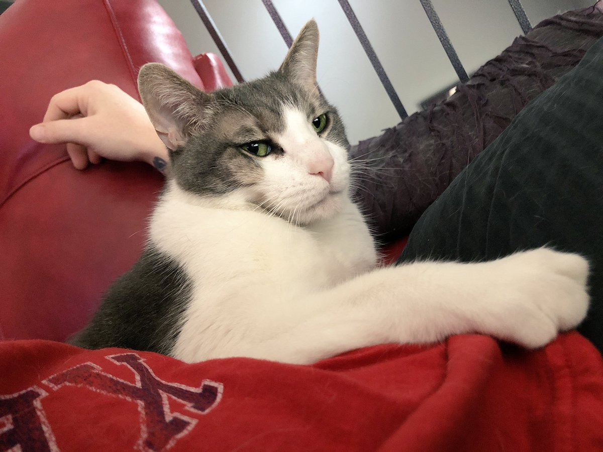 RightMeowMeow's tweet photo. @BlizzardCS #LucaMoon #PinotGrigio #NationalPetDay https://t.co/NcSoe8kZDh