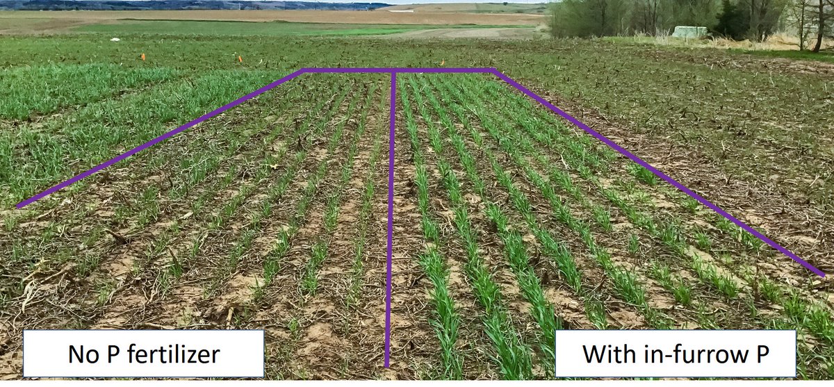 SoilFertilityKS's tweet photo. Very late planted #wheat study due to wet #Soils last fall (Nov 19), AND low soil test #phosphorus (14 ppm Mehlich / 7 ppm Olsen). “Ideal” combination for in-furrow P #fertilizer response! (0 vs 60 lbs of P2O5) @KStateAgron https://t.co/MJj2Mmt04S
