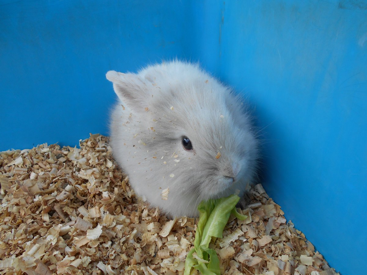 赤ちゃんウサギ