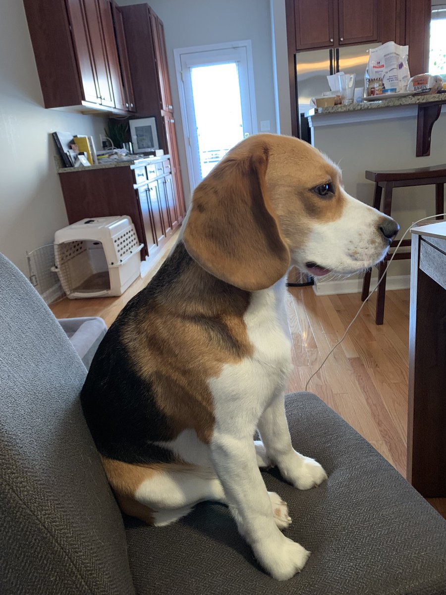 oliver the beagle owner