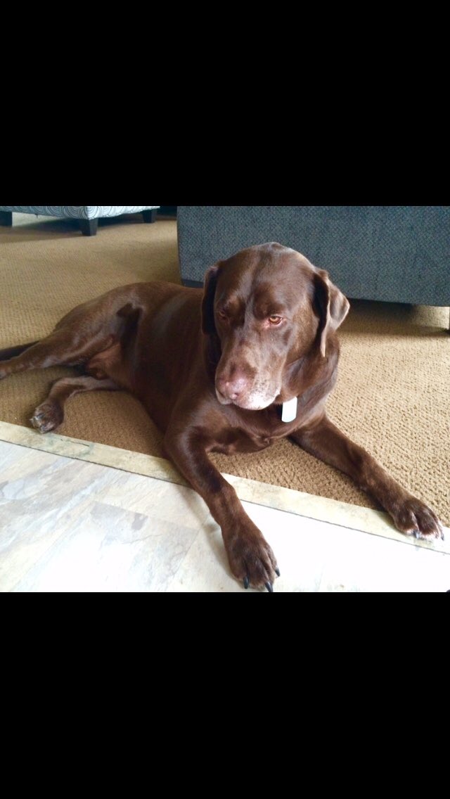 Oswald 
#NationalPetDay