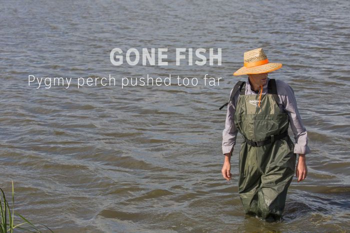 RadioNational's tweet photo. The tiny Yarra pygmy perch has been pushed to extinction in the Murray-Darling Basin. Now, all hopes for its return are focused on a couple of farm dams, as @jones_ann discovers https://t.co/xB2ujFjAhs #RNOffTrack https://t.co/AsNQSaYVwD