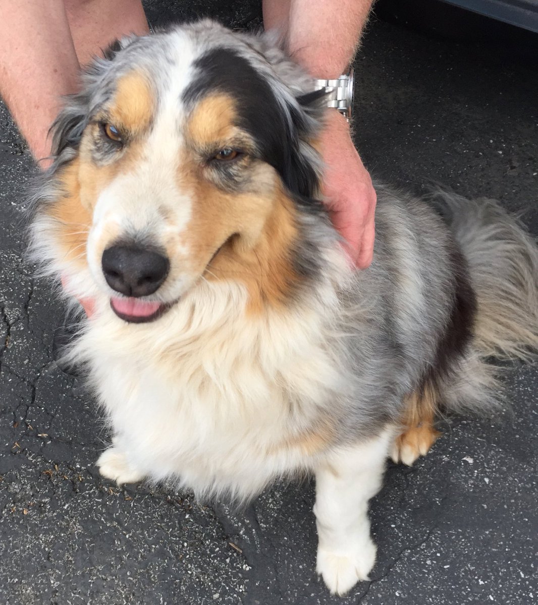SGFFireChief's tweet photo. So this friendly guy showed up at our house tonight. My wife posted his smilie face to @LeighMoodyKSPR Lost and Found, turns out he has been on his adventure for about 3 weeks. Phone rang almost immediately. Welcome home Yoda. #dogsrule #homeyouare #goodjobbabe https://t.co/u84CMcaNB6
