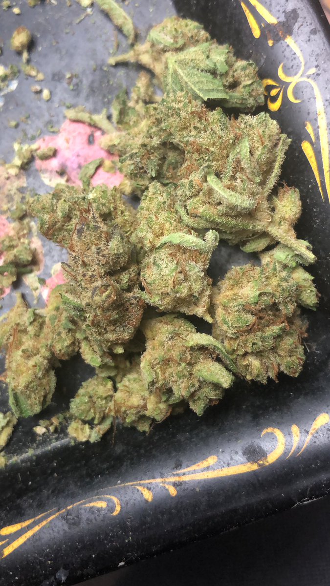 LaLanna420's tweet photo. Pick it, Pack it, Fire it up!
#Stonerfam #CannabisCommunity #IAmCannabis #StayLifted #str8lemonade https://t.co/I1dXLcfdDB