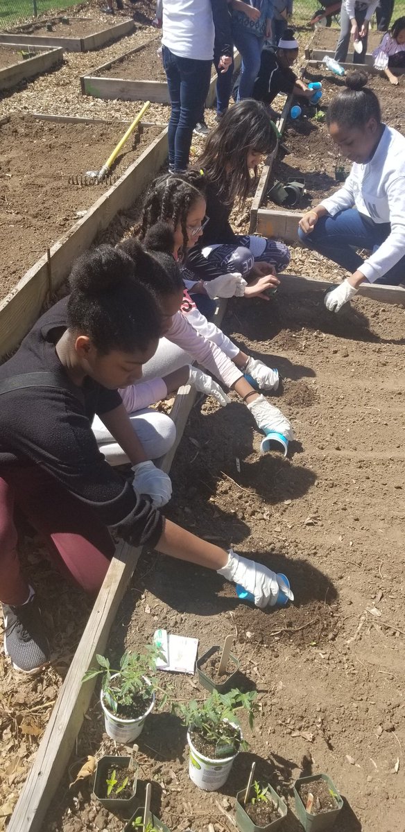 CovngtonScience's tweet photo. "We do not inherit the Earth from our ancestors, we borrow it from our children." So, we worked in our community garden today in partnership with the environmental club to help leave it better than we found it. #ems2018 #WO2World #mrscovingtonsclassroom @edison_central6 https://t.co/ndN8d3BjuR