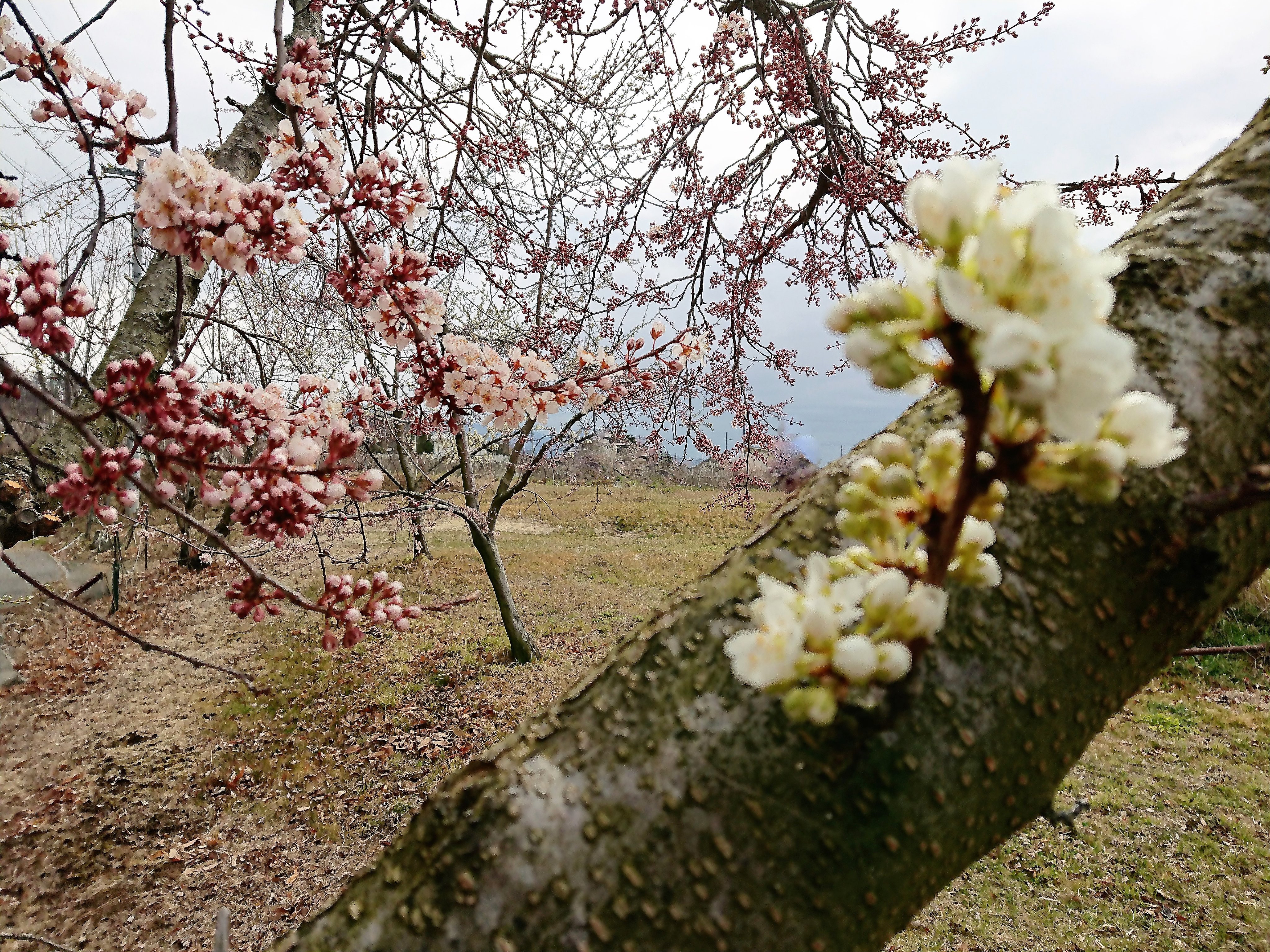 りんごの花芽 Twitter Search Twitter