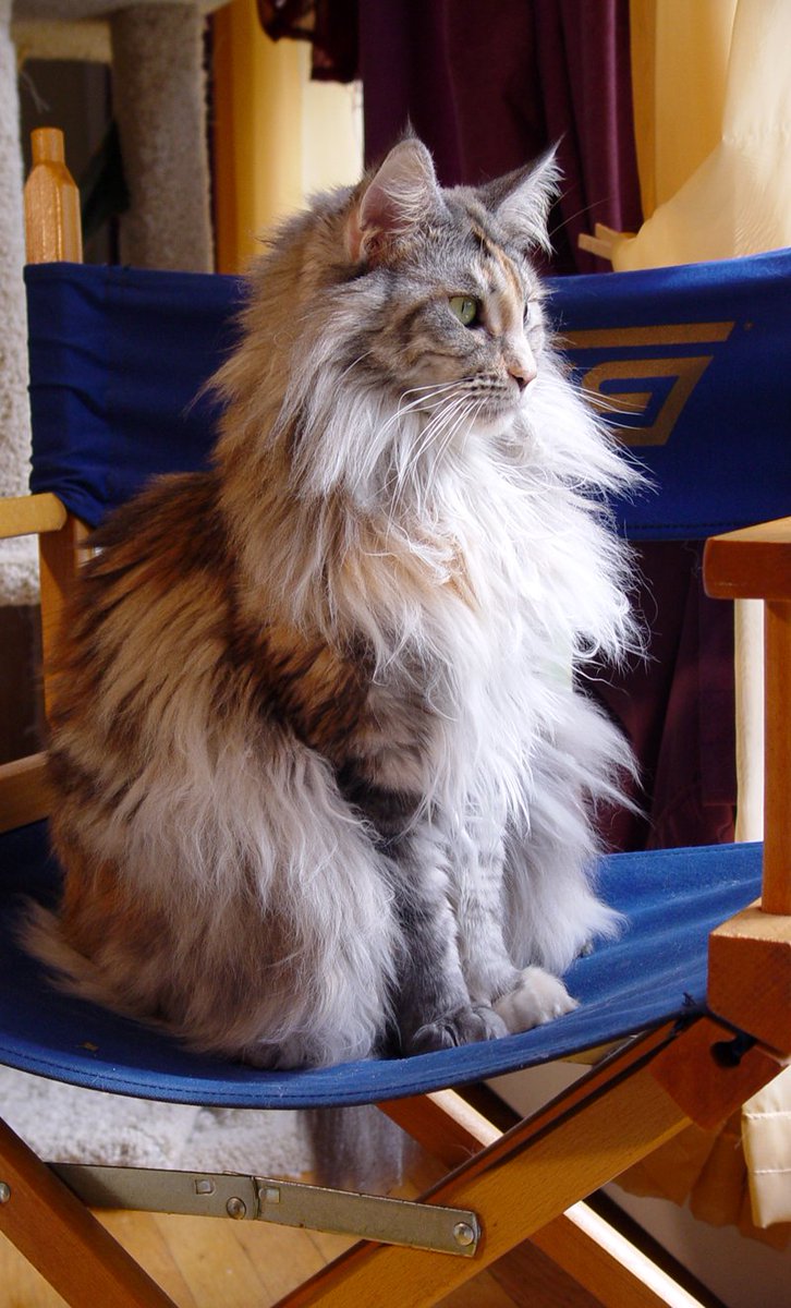 susankatz's tweet photo. #NationalPetDay #CatsOfTwitter #cats Greetings from the Maine Coon contingency. Ruby, Snowy, Spencer &amp; Scooter. https://t.co/RONdxK5bbO