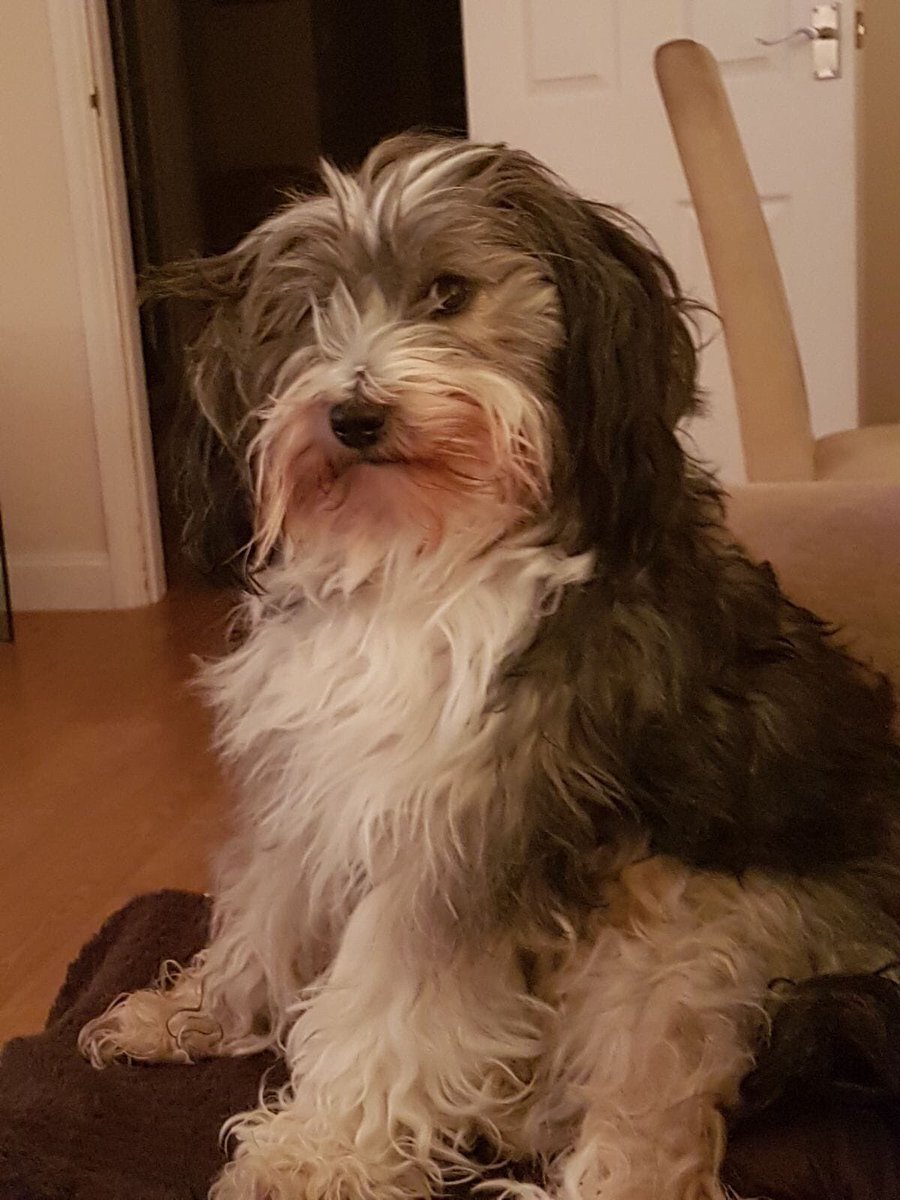 JustineQuirk's tweet photo. Thank you @OxMailSophieG for raising awareness for @Tillymissing. We know she’s out there somewhere, please contact @DoglostUK with any information
https://t.co/DpfL5KcJeB She is SPAYED &amp; MICROCHIPPED and very much missed by her entire family 💔🐾 https://t.co/UF54haG7GS