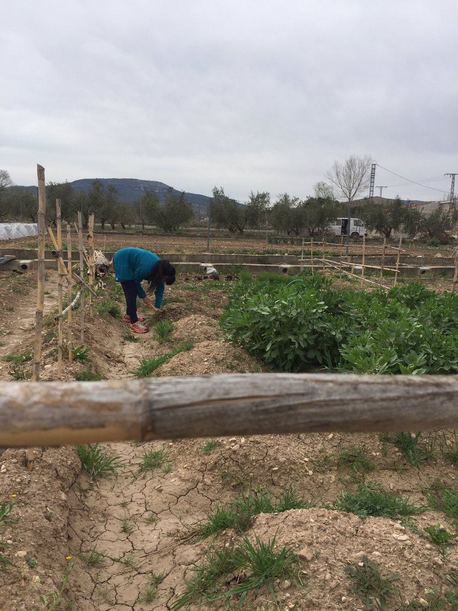 Mery_Poveda's tweet photo. Hui descobrirem els horts urbans de Cocentaina, un espai on els usuaris no podien deixar de cultivar l’ingredient principal de la pericana... sabeu quin és? A les 13:25h en @terravivaapunt @apunt_media https://t.co/C6TUUuoEbt