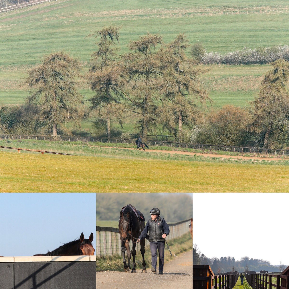 APMcCoyStables's tweet photo. Lodge Down Stables @APMcCoyStables #morningworkout #deliciousgrazing #paddocksready #breakers #boxrest #peekaboo @AP_McCoy https://t.co/RLphxEK2LQ