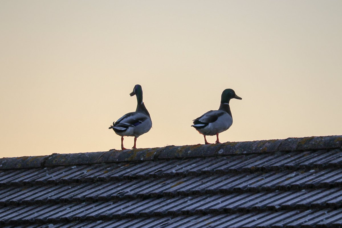 Love the wildlife we have around us.