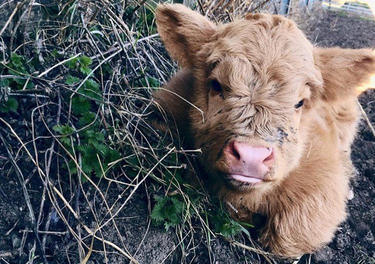 CowoftheDay1's tweet photo. 12th April 2019 https://t.co/bONkVjwLA0