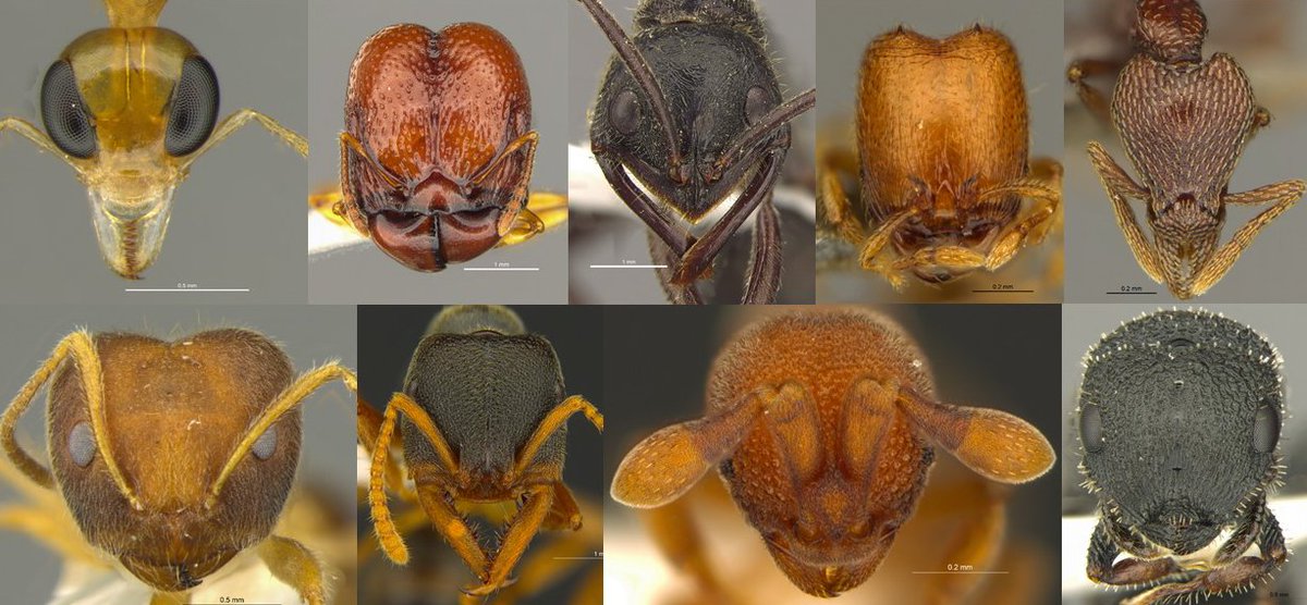 MethodsEcolEvol's tweet image. Are your #SamplingMethods adding biases to your data? Roger Ho Lee explains why you should carefully consider which methods you use when sampling #Species: bit.ly/2XbWIvN

這篇博客文章也有中文版: bit.ly/2UQJF5e
