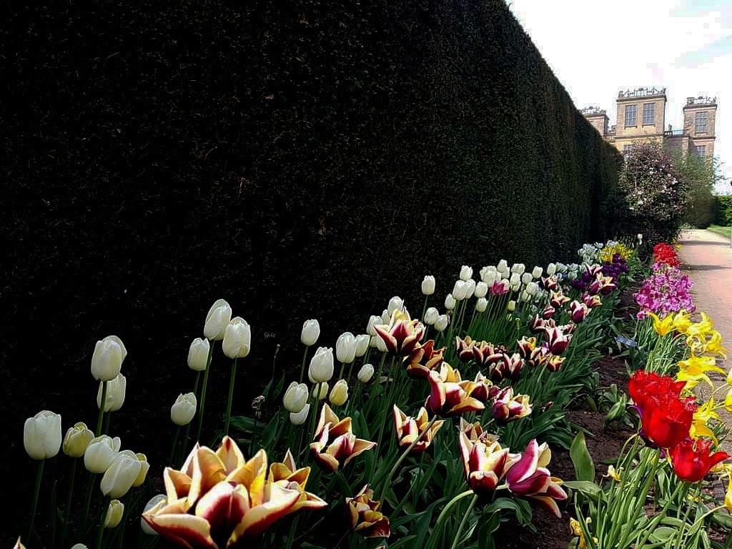 dvk0368's tweet photo. #FridayForay Row upon row of tulips at Hardwick Hall near Chesterfield on 18th May 2018 @NationalTrust @NThardwick #chesterfield #doelea  #Derbyshire #peakdistrict #history #heritage #tulips #spring #flower #landscape #scenery #view #dayout #daytrip #attraction #excursion https://t.co/IXKFK7UvCK