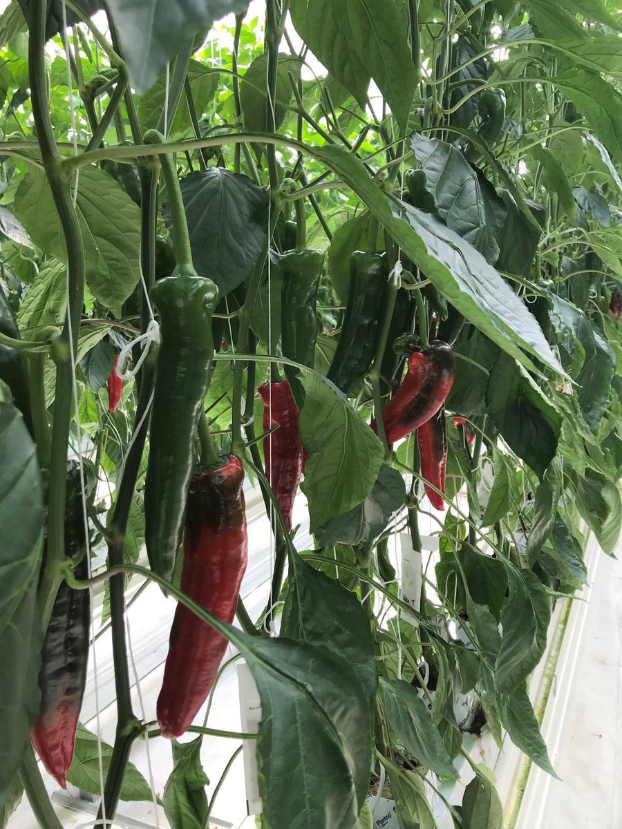 UK Coloured Sweet Pointed #Peppers now being picked! #british #produce
