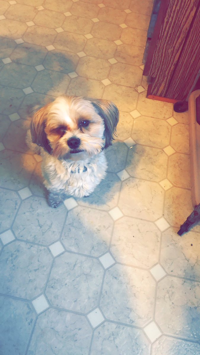 HaleyErin97's tweet photo. Happy #NationalPetDay Mr. B 🐶💙🐾 https://t.co/Vp49slfM8B