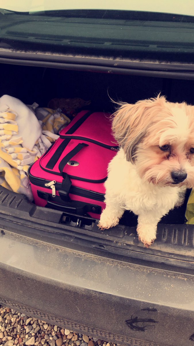HaleyErin97's tweet photo. Happy #NationalPetDay Mr. B 🐶💙🐾 https://t.co/Vp49slfM8B