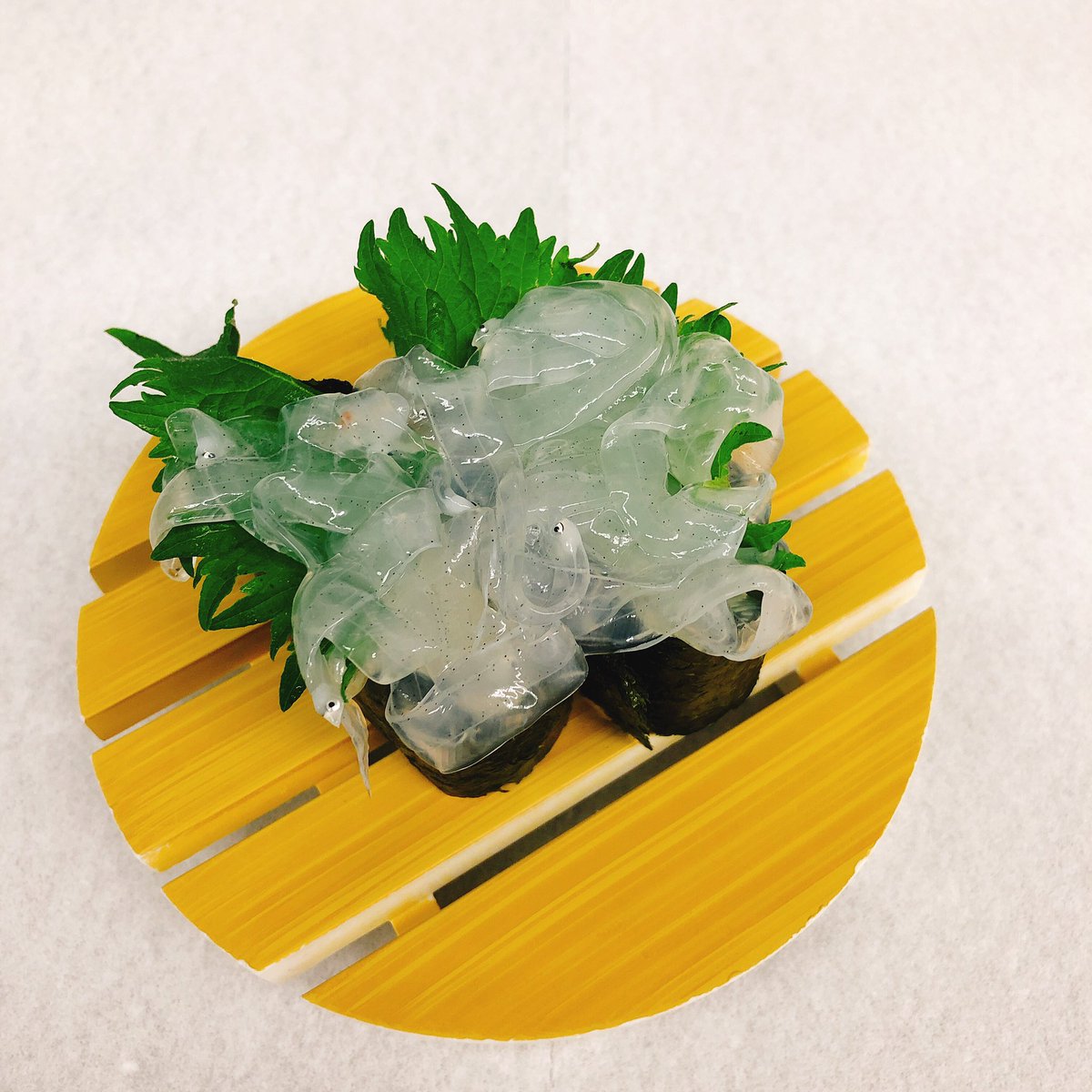 穴子の稚魚 穴子の稚魚