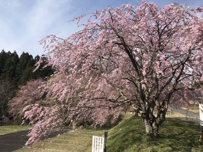 桜の開花情報 19 三重 桜の名所と開花情報 Com