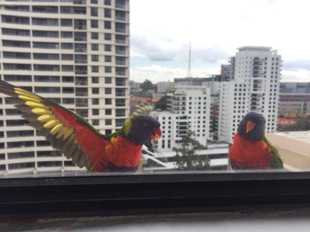New co-workers at <a href="/MPAMagazineAU/">Mortgage Professional Australia Magazine</a> <a href="/broker_news/">Australian Broker</a> HQ. Heads of social media, they’ll be tweeting all the latest news 🙌 👀 #dontjudgeme #mortgagebrokers #parrots #sydney