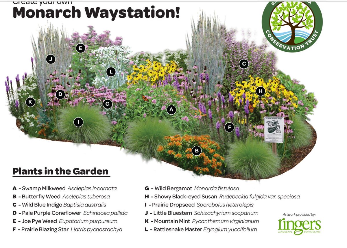 Monarch Waystation!
#monarch #savethemonarch #backyard #garden #conservation