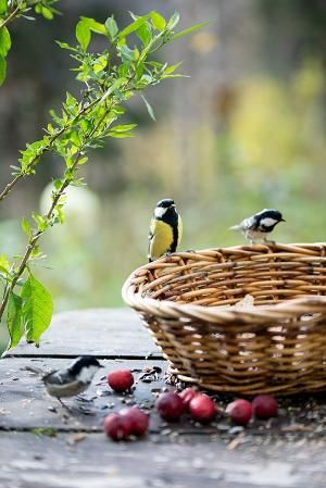 ImperfectGirl07's tweet photo. 💟
Take hold of ur own life
See that whole existence is celebrating
These trees aren't serious
These birds aren't serious
The rivers &amp; the oceans are wild
Everywhere there is fun
Everywhere there is joy &amp; delight
Watch existence
Listen to the existence &amp; become part of it

📝Osho https://t.co/OXQ7Bmuw3L