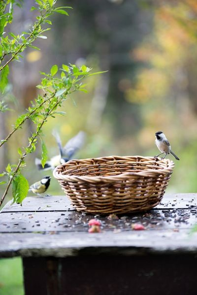 ImperfectGirl07's tweet photo. 💟
Take hold of ur own life
See that whole existence is celebrating
These trees aren't serious
These birds aren't serious
The rivers &amp; the oceans are wild
Everywhere there is fun
Everywhere there is joy &amp; delight
Watch existence
Listen to the existence &amp; become part of it

📝Osho https://t.co/OXQ7Bmuw3L