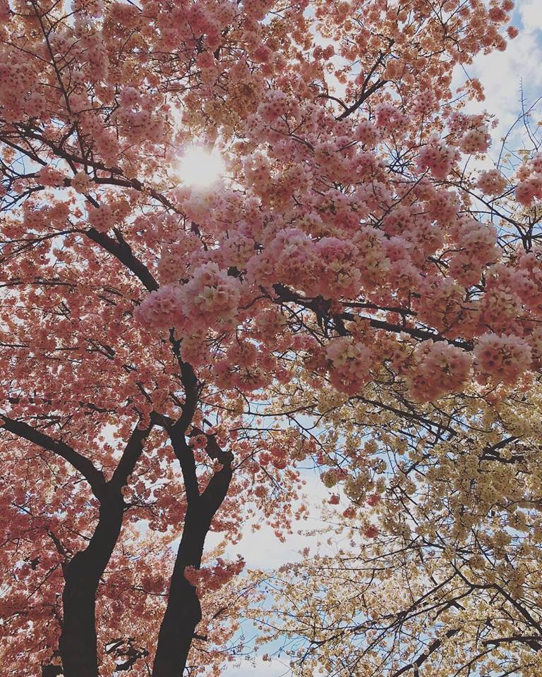 KenDesignUK's tweet photo. At Kensington Design we draw inspiration from all over the world. The cherry blossoms in Washington, DC, are providing us with ideas &amp; inspiration on incorporating feminine and delicate details within our upcoming designs.
•
•
#interiorinspirations #cherryblossom #freshblooms https://t.co/h3VOf6lCur