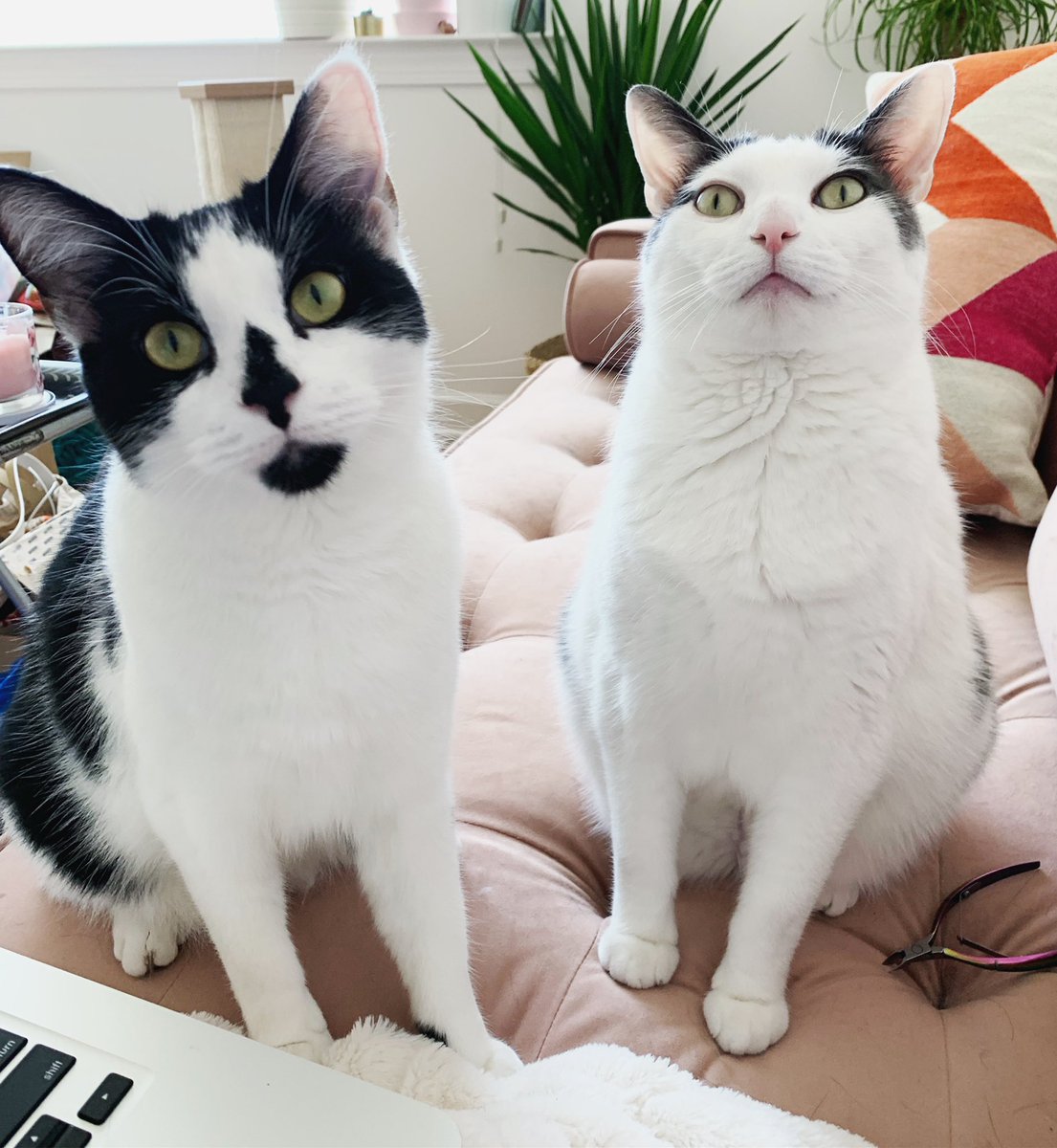 laura_carolyn's tweet photo. hope y'all had a gr8 #NationalPetDay but @jujuandb are the best ones https://t.co/Iz7CcZSpmU