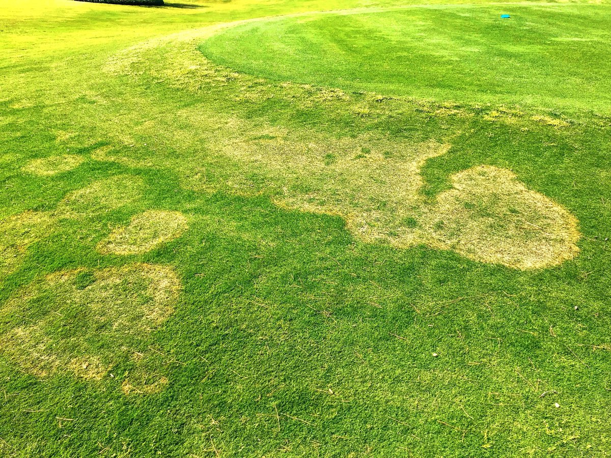 pestsafety's tweet photo. Some large patch out there. Bermuda took a solid hit but the recovery is coming. #golf #soccer #baseball #football #sportsturf #futbol #golfcourse #golfcoursemaintenance #sportsturf #turfgrass #turflife #plantdisease #agronomy #largepatch #rhizoctonia https://t.co/NsCJoGU5wQ