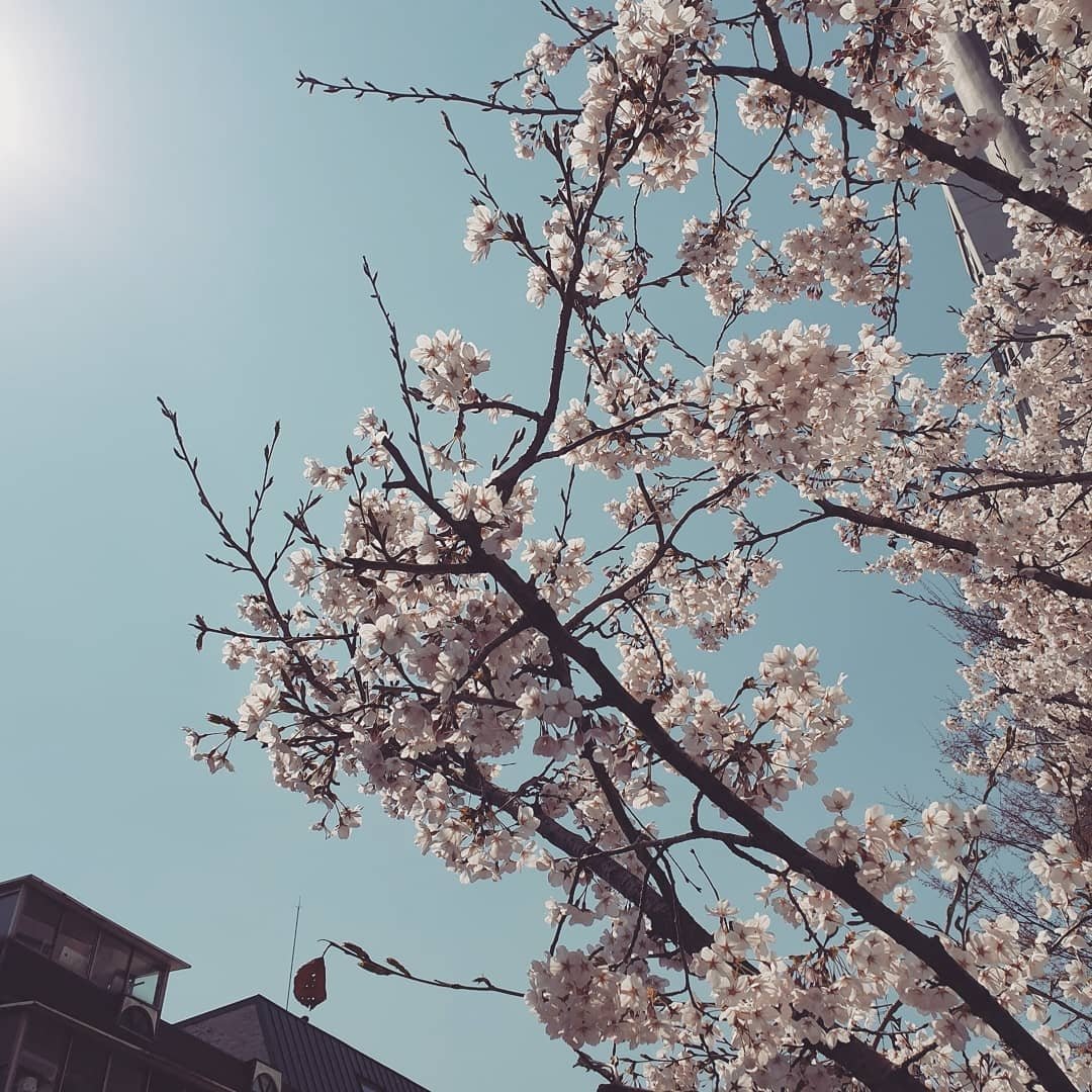 KangSoraTH's tweet photo. [แปล] 190411 reveramess_ : #พ็อดกตเอนดิ้ง #อาทิตย์นี้ผ่านไปก็ลาก่อน #cherryblossom https://t.co/8S1d6Mb6LY