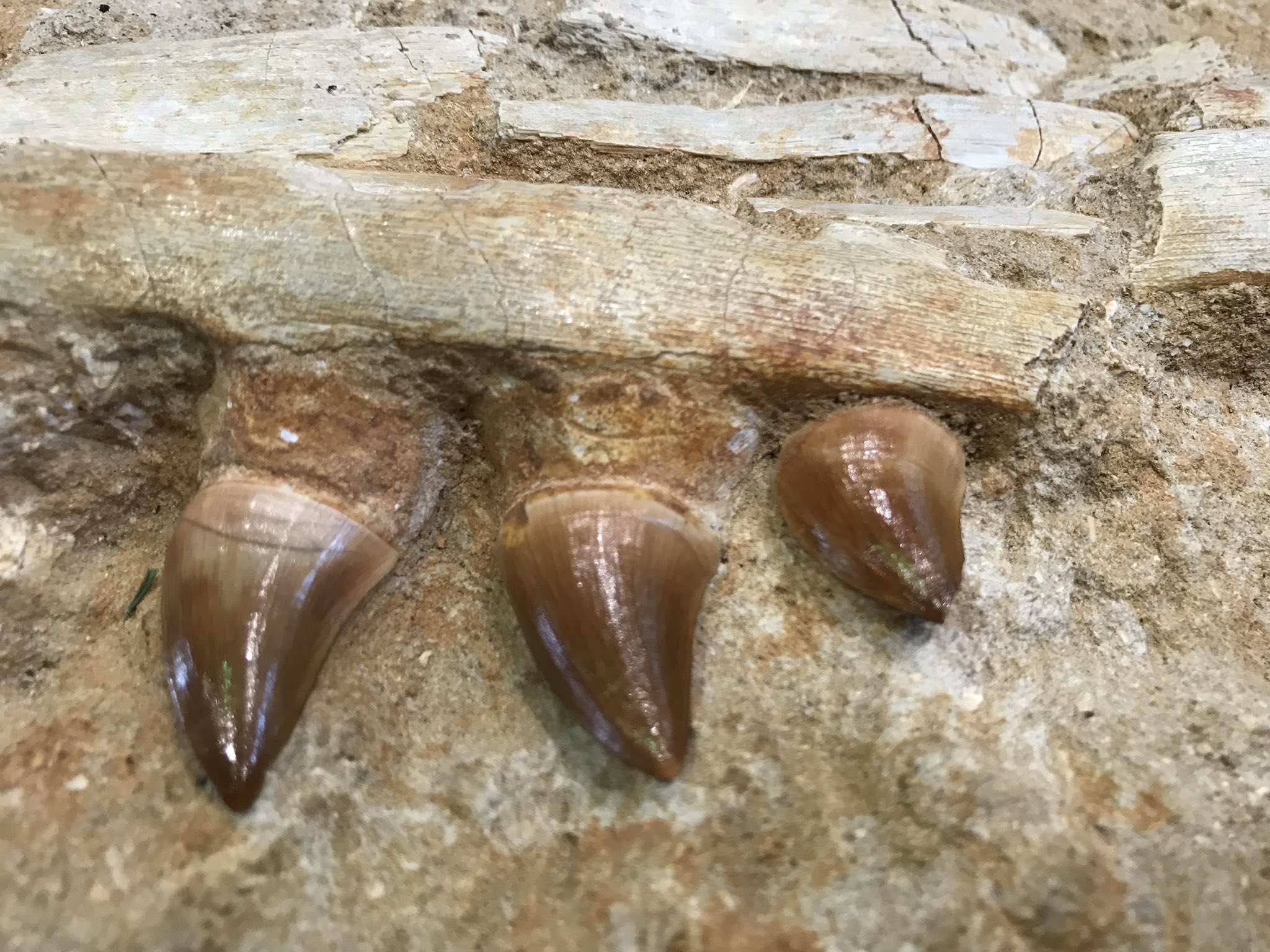Nisipedino メガトロン 歯化石 恐竜イベント しあわせの村 金曜日だから化石貼る Fossilfriday T Co R4dtjwazxb Twitter