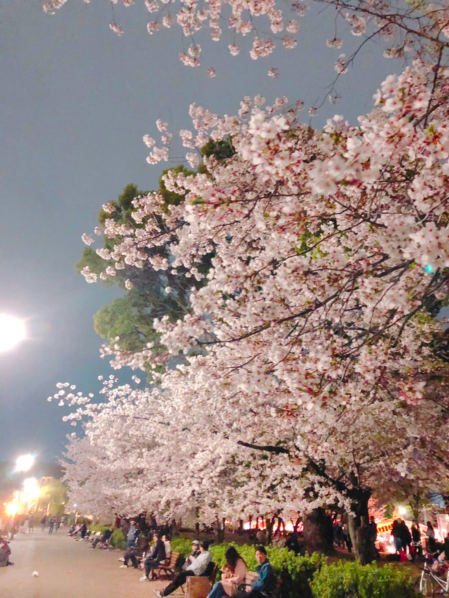 今年も桜が綺麗だったA cherry tree was beautiful this year