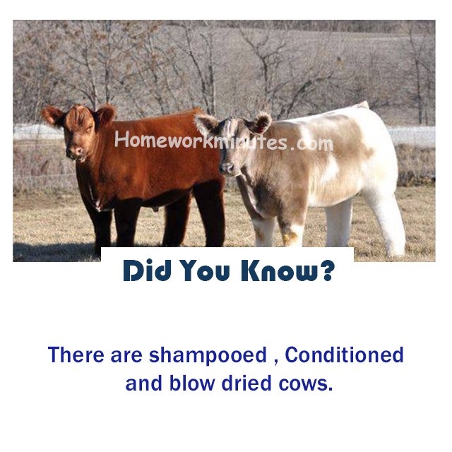FactsHwm's tweet photo. They are shampooed , conditioned and blow dried cows.
Follow @FactsHwm for more amazing facts.
#Cows #animals #DragRace #DisneyPlus #ALLCAPS  #Untucked #FrozenFour #Homeworkminutes #Hwmfacts https://t.co/C2iiWSme8R