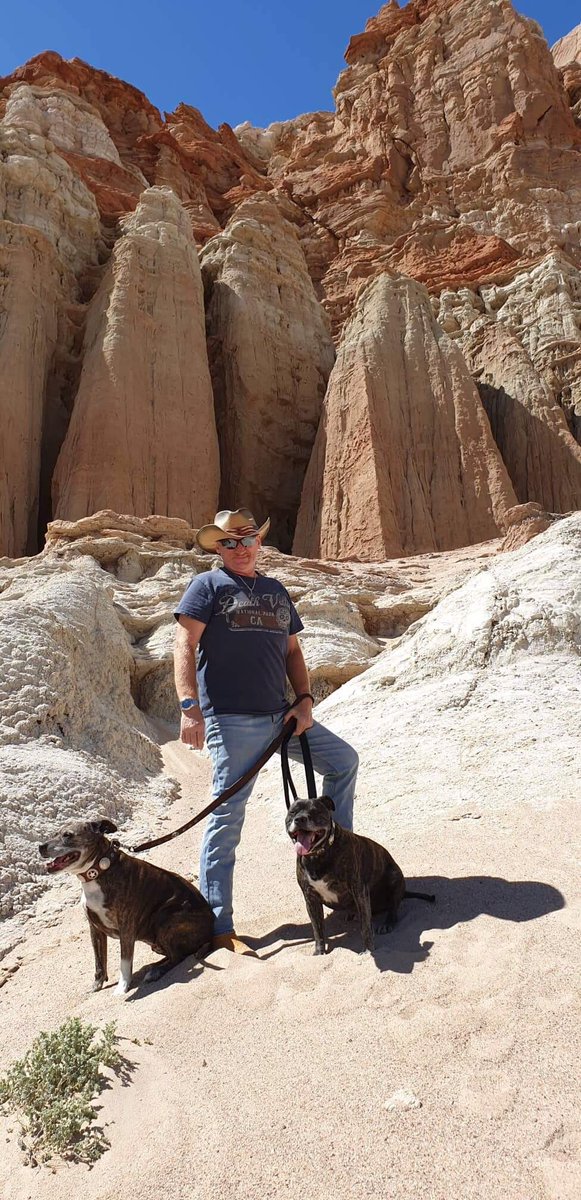 BoomerDavey's tweet photo. #NationalPetDay Wyatt and Josie Davey-Earp.!🐕💜🐕 https://t.co/s37615PKed