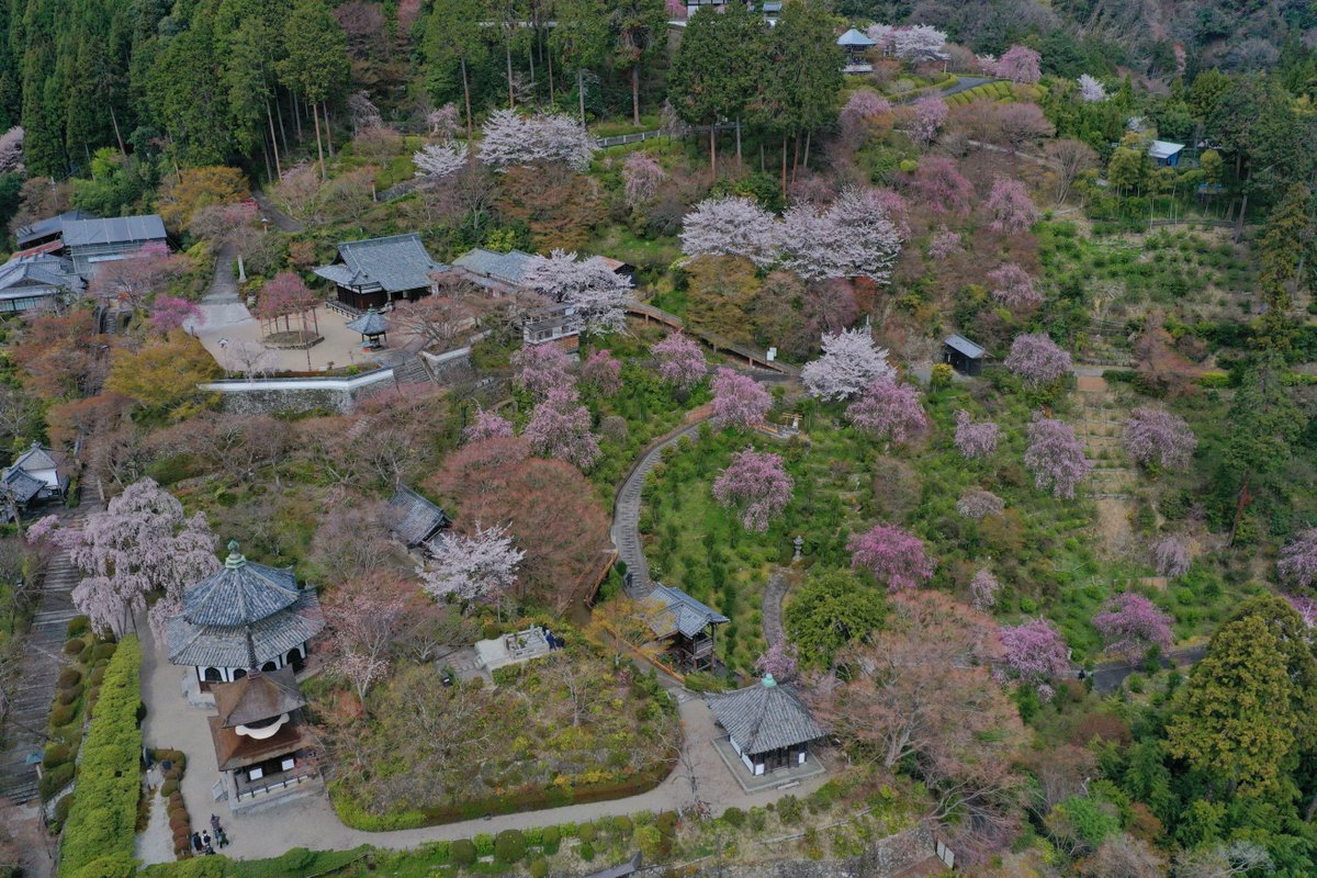 京都 西山 善峯寺 よしみねでら Na Twitterze 善峯寺では桜開花の境内平均で見頃を迎えました 4 12現在の桜開花状況詳細は下のリンクをご覧下さい T Co soylprnq