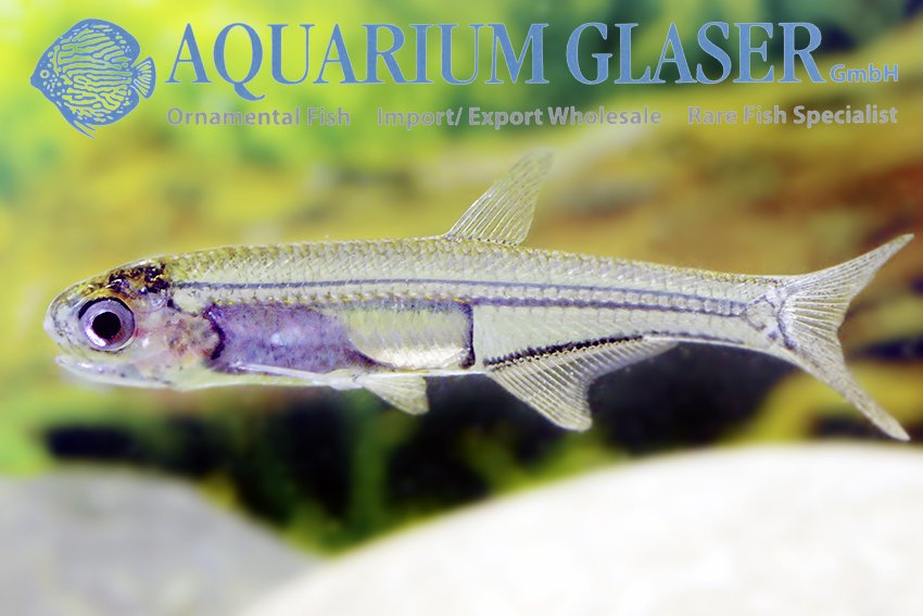 aquariumglaser's tweet photo. #anchoviella #alleni
find more details and pics @ https://t.co/kgExUnMeDk https://t.co/TNoR9ANUxr