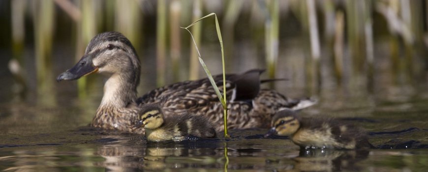Eendenkuikens tellen dlvr.it/R2fjJG