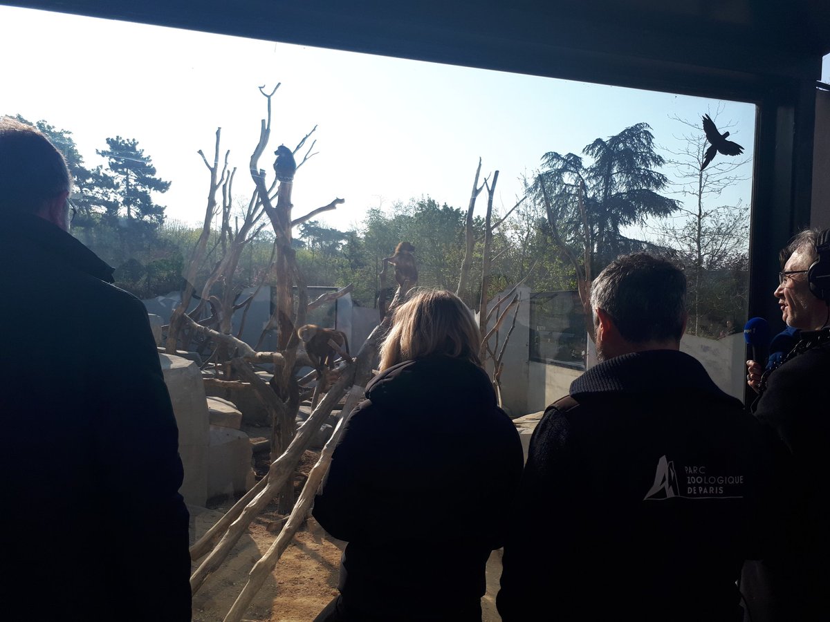 Hashtag Babouins Sur Twitter