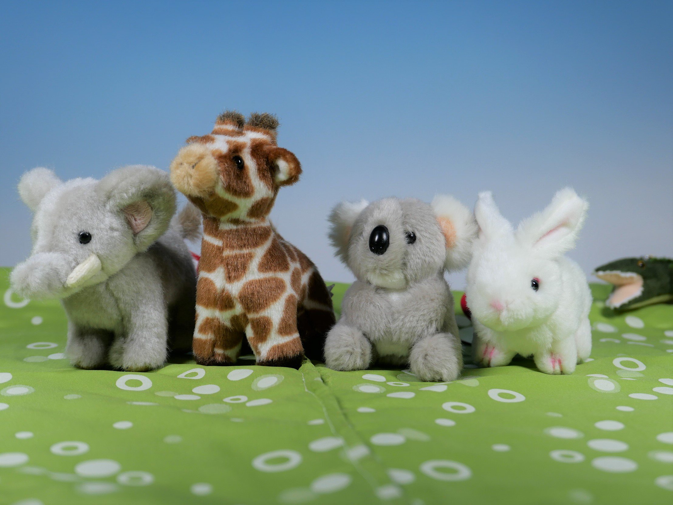 上野動物園［公式］ on X: 